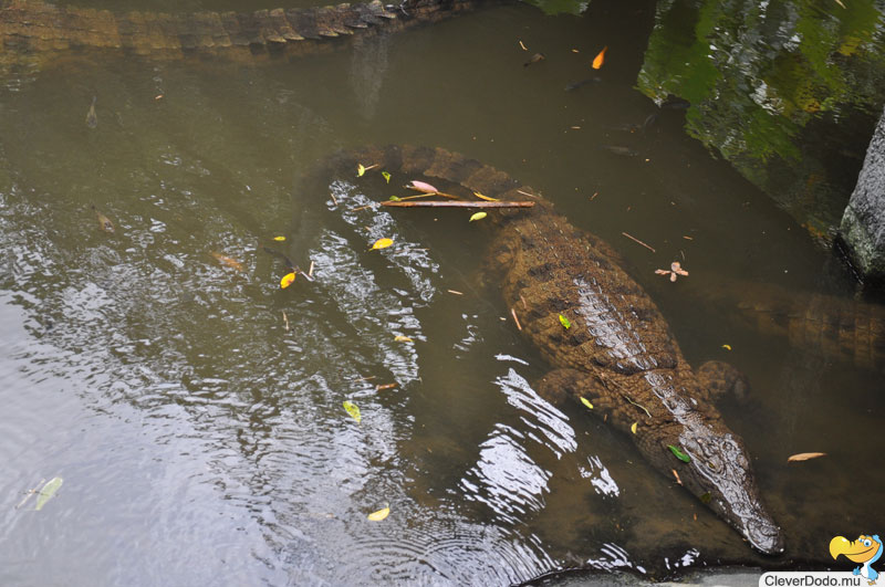 croc lurking in water