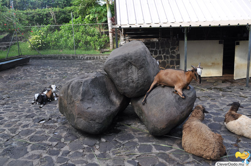 goat on rocks