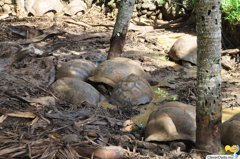 tortoise in mud