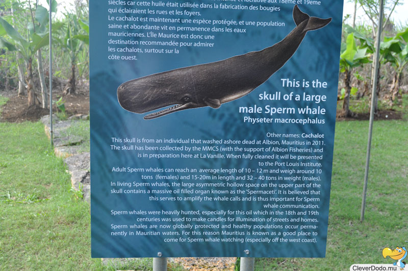 whale info sign