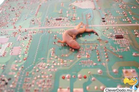 dead gecko on circuit