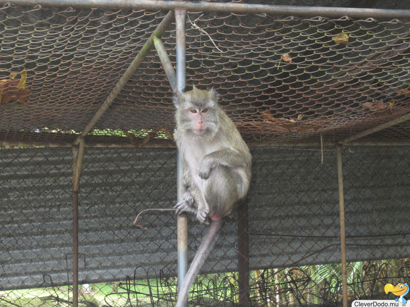 monkey on pole