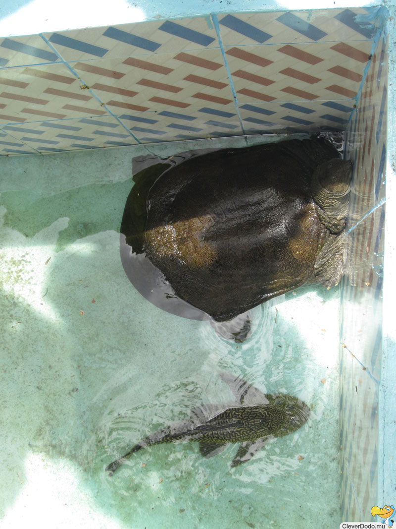 softshell turtle and catfish
