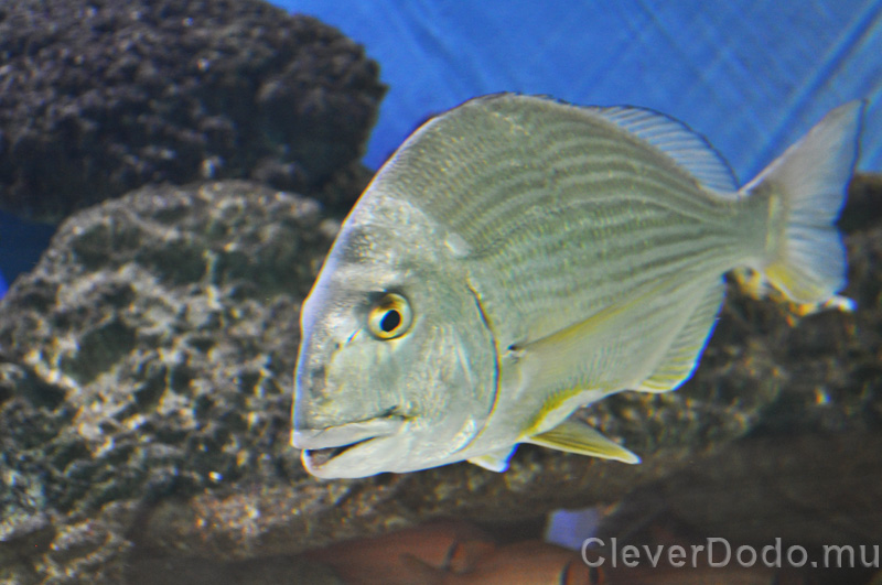 silver fish