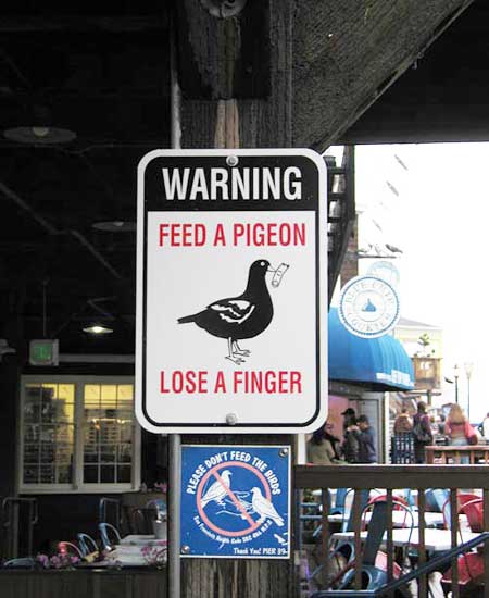 do not feed pigeons