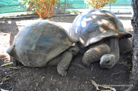giant tortoises